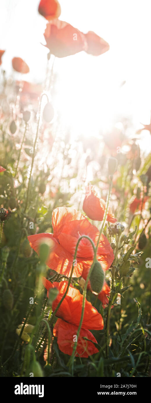 vertical panorama of a red poppy field in the sunrise, with blue sky and twilight Stock Photo