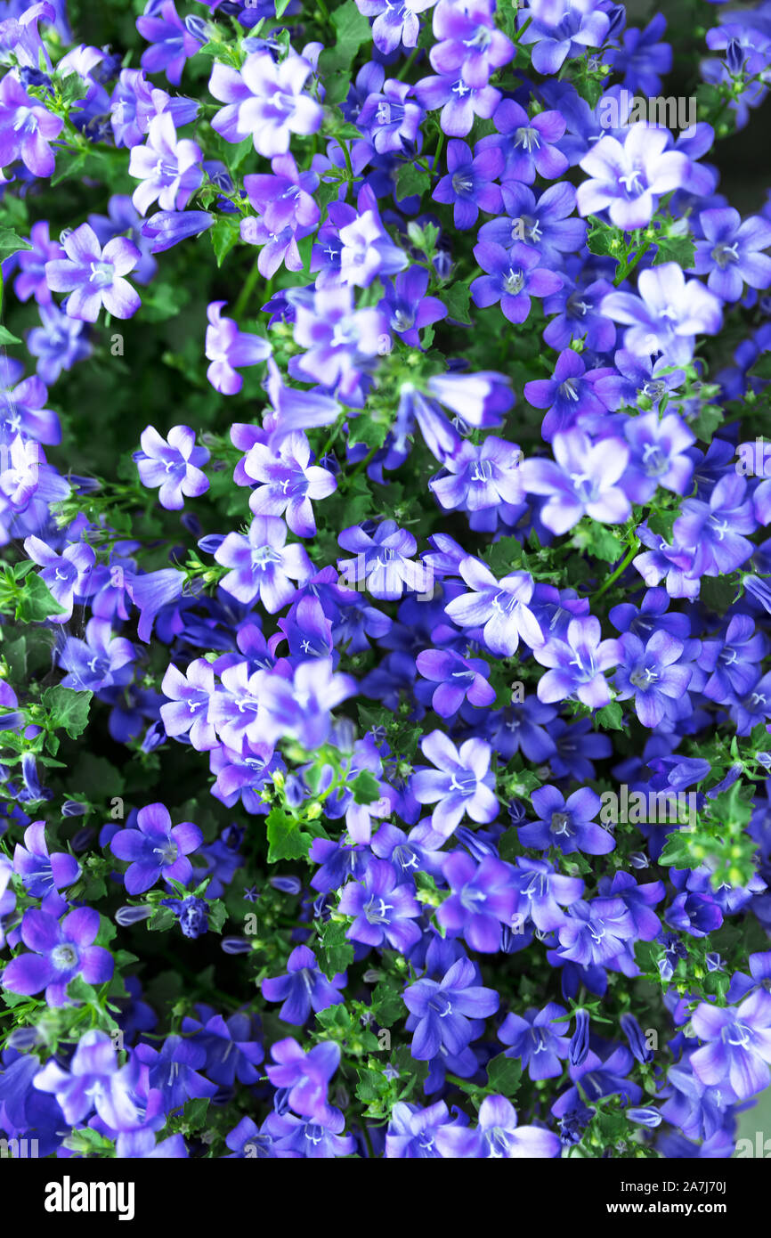 vertical shot from blue or lilac bellflowers Stock Photo