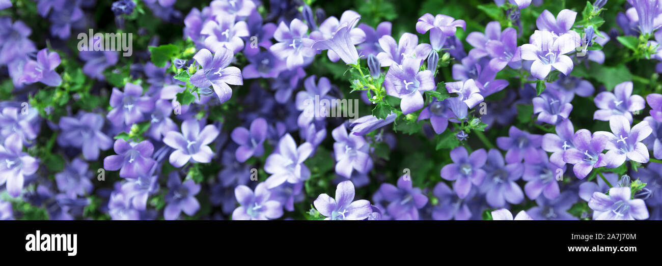 panorama shot from blue or lilac bellflowers Stock Photo