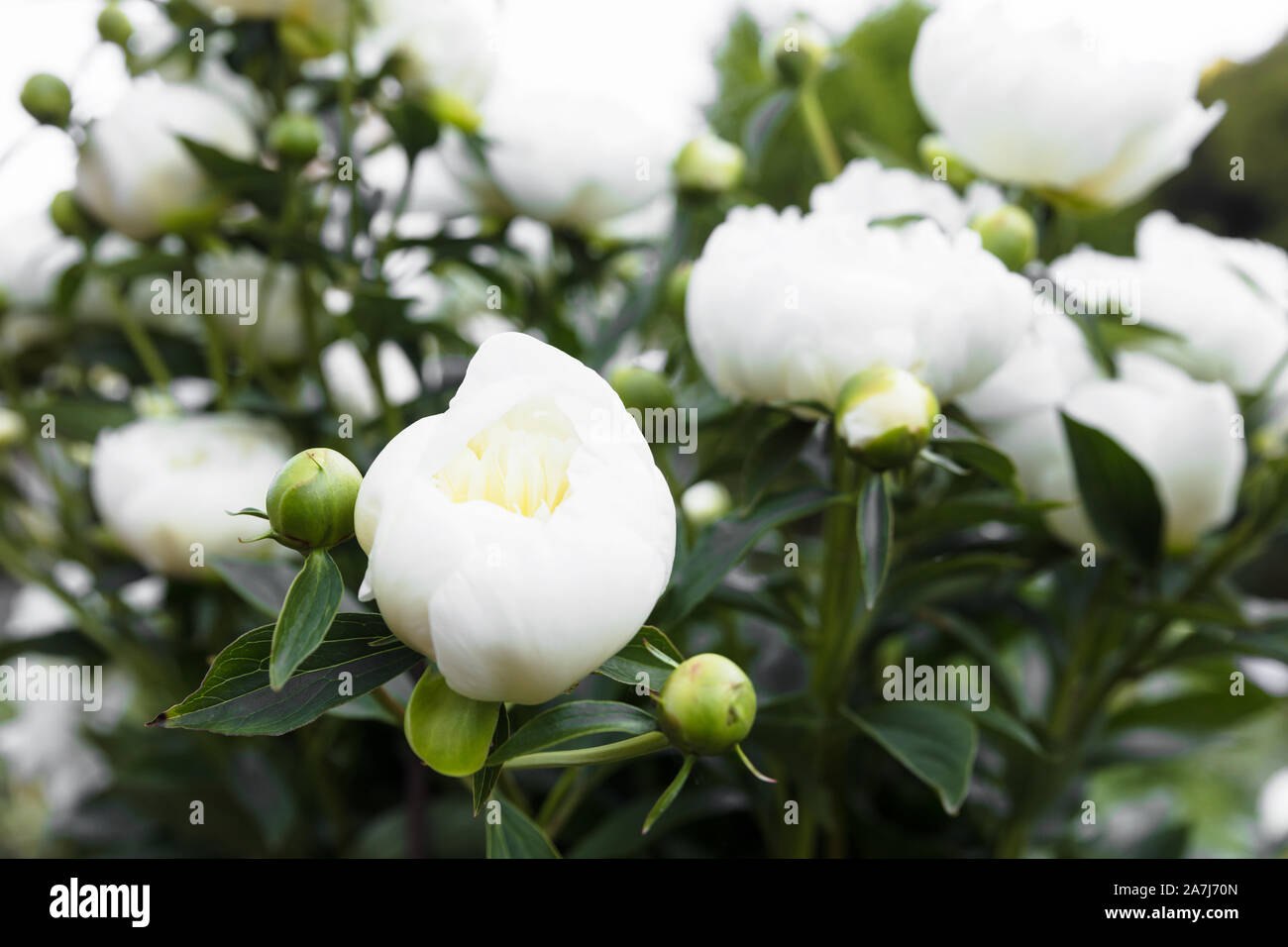 white peonies bush in the garden, horizontal shot Stock Photo