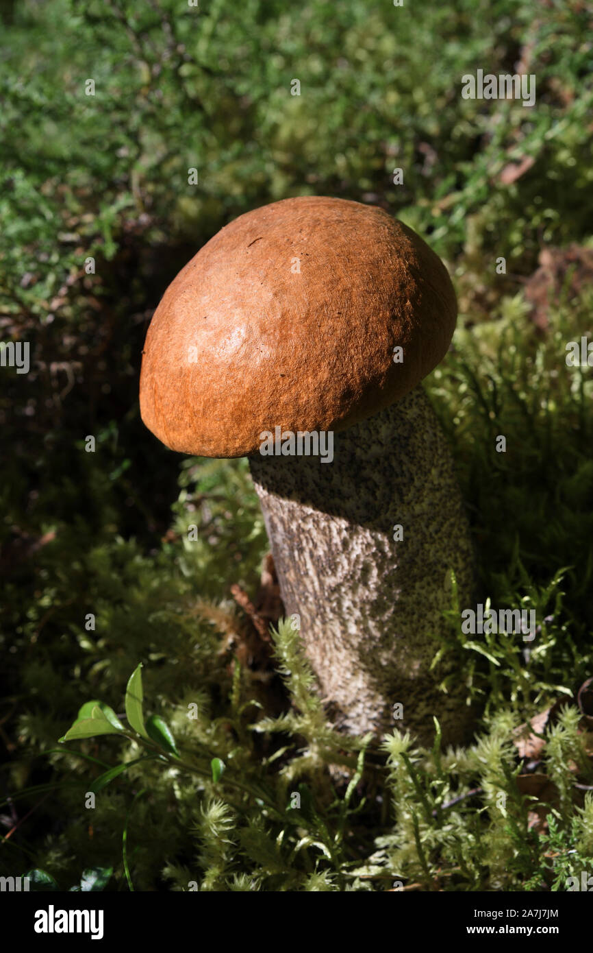 orange birch bolete;leccinum versipelle;toadstool;fungi;strathspey;scotland Stock Photo