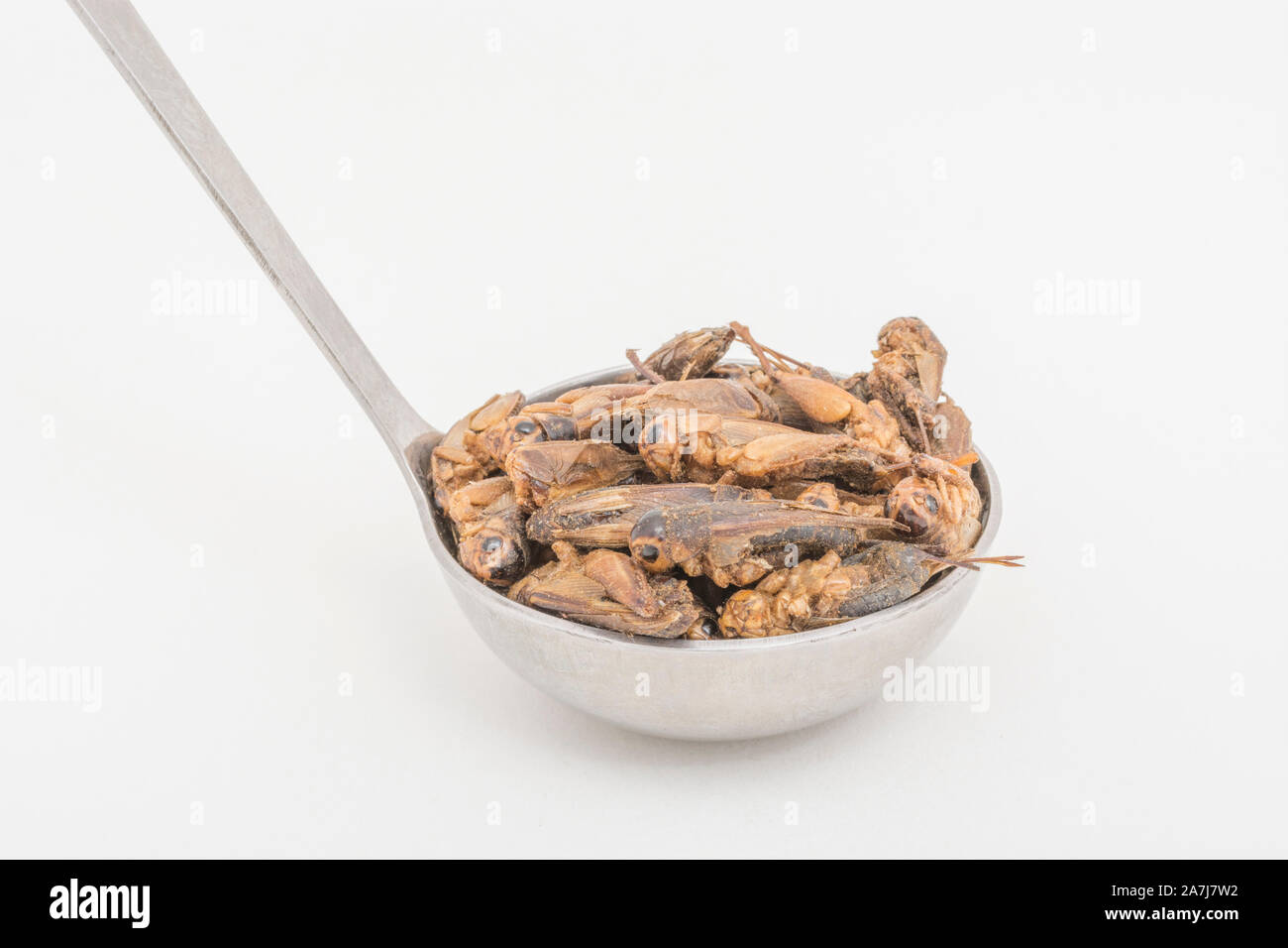 Dried Crickets (?Short Tailed) on spoon & neutral b/gd. As human food