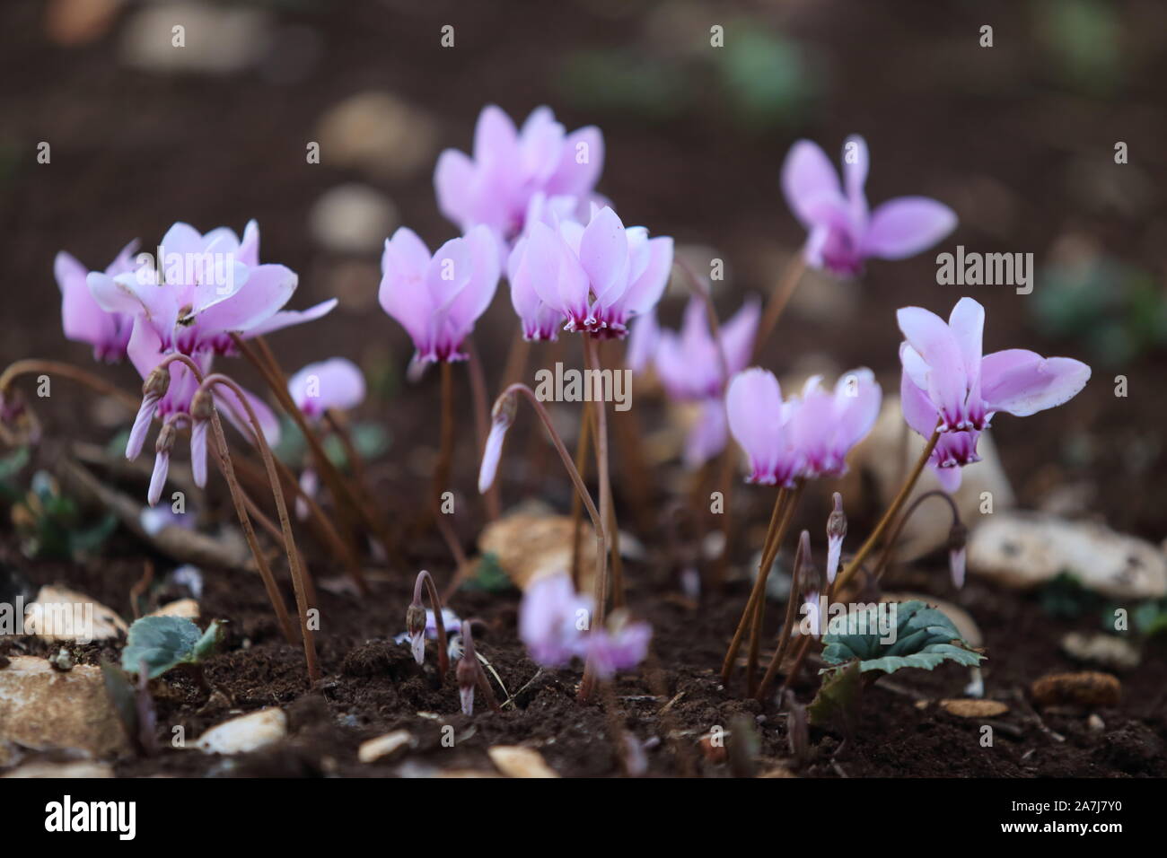 a small group of wild purple cyclamens Stock Photo