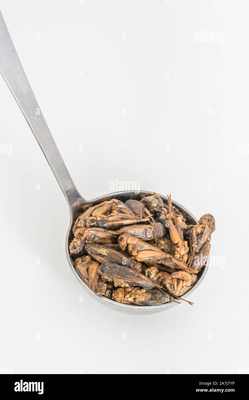 Dried Crickets (?Short Tailed) on spoon & neutral b/gd. As human food