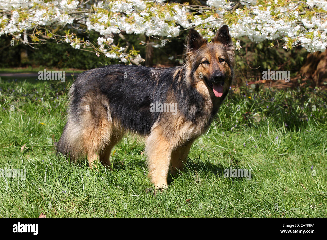 German Shepherd Puppy Flowers Stock Photos German Shepherd Puppy