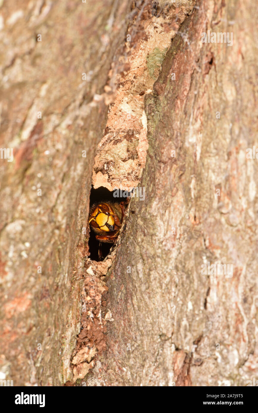 European Hornet (Vespa crabro) at entrance hole to nest, Wales, UK, October, Wales, UK, October Stock Photo
