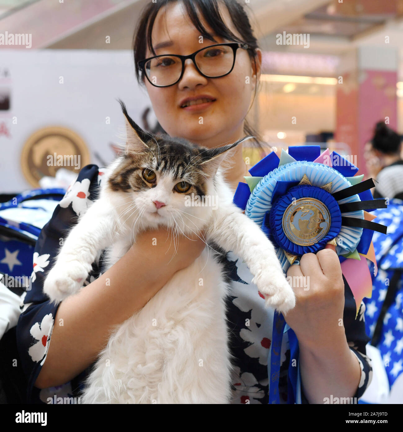 A Cat Owner Shoes A Cat And A Medal At The Gccfa Cat Show In Nanjing City East China S Jiangsu Province 7 September 2019 Stock Photo Alamy