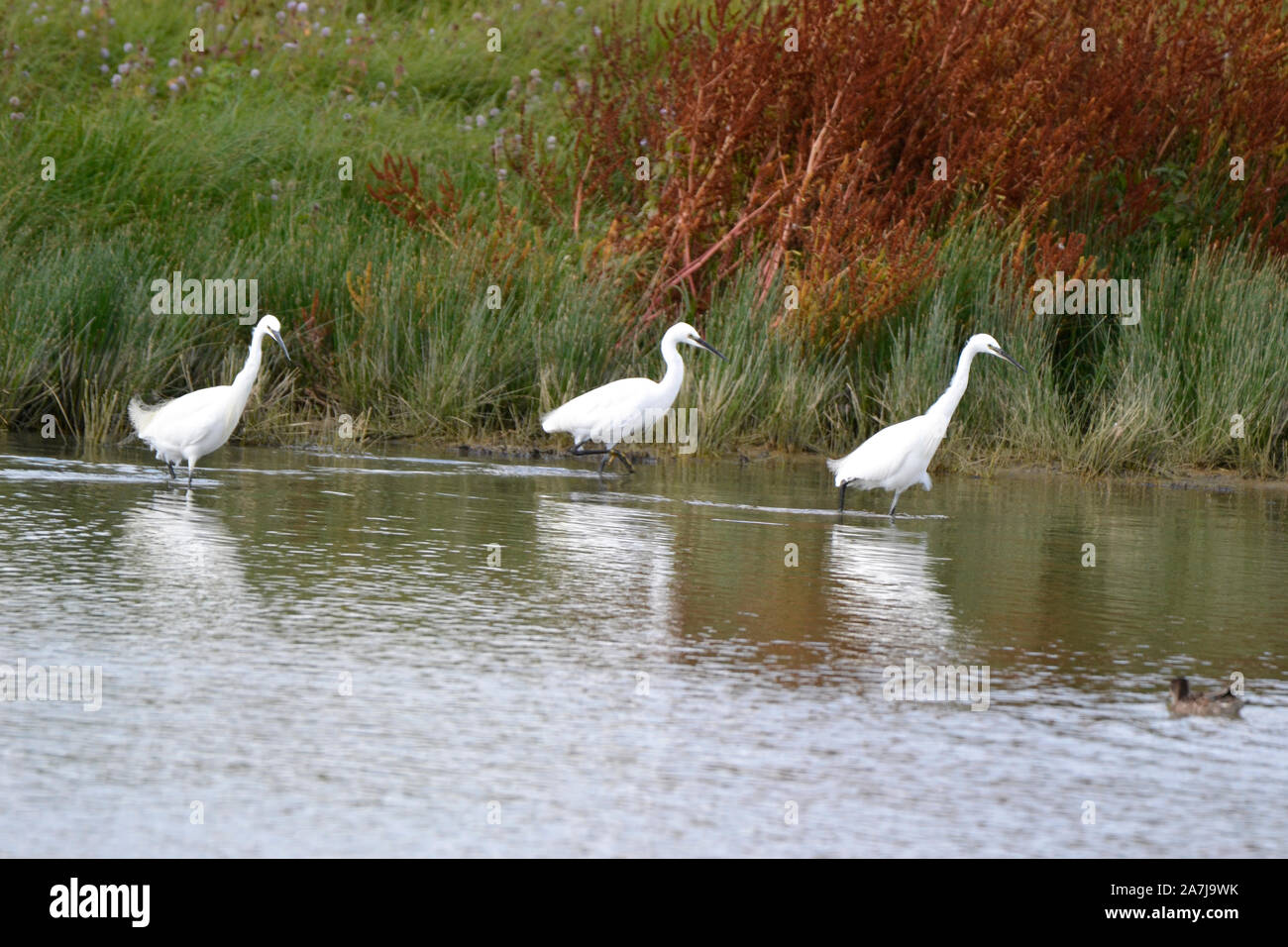 Habitat wading birds uk hires stock photography and images Alamy