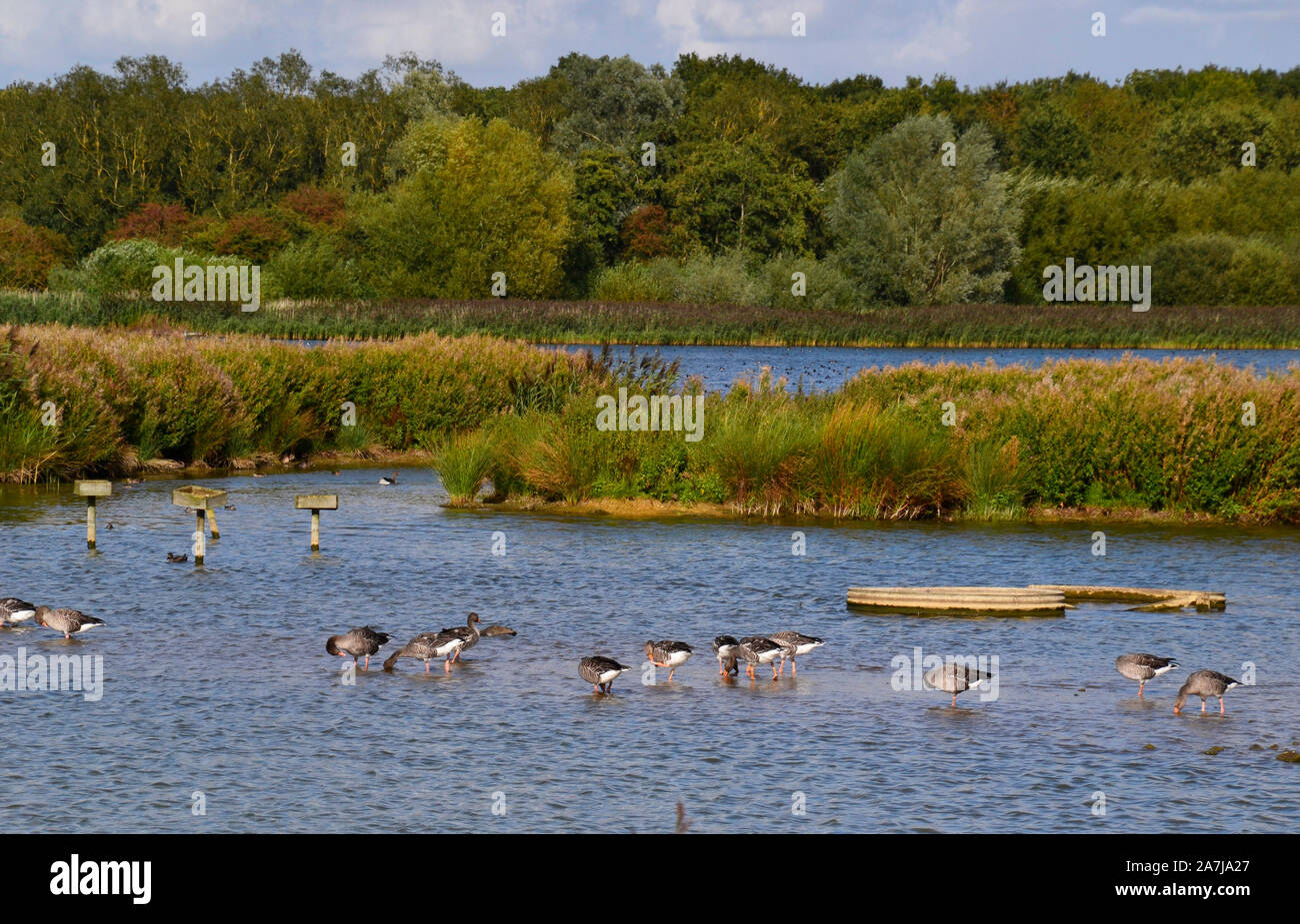 Rutland Water Hi res Stock Photography And Images Alamy Rutland Water Hi res Stock Photography And Images Alamy