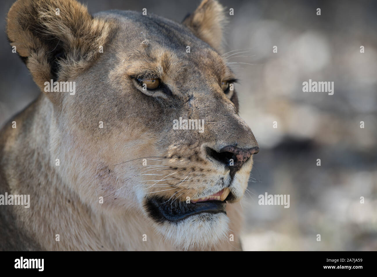 Portret of a lioness (panthera leo) in Moremi NP (Xini lagoon ...