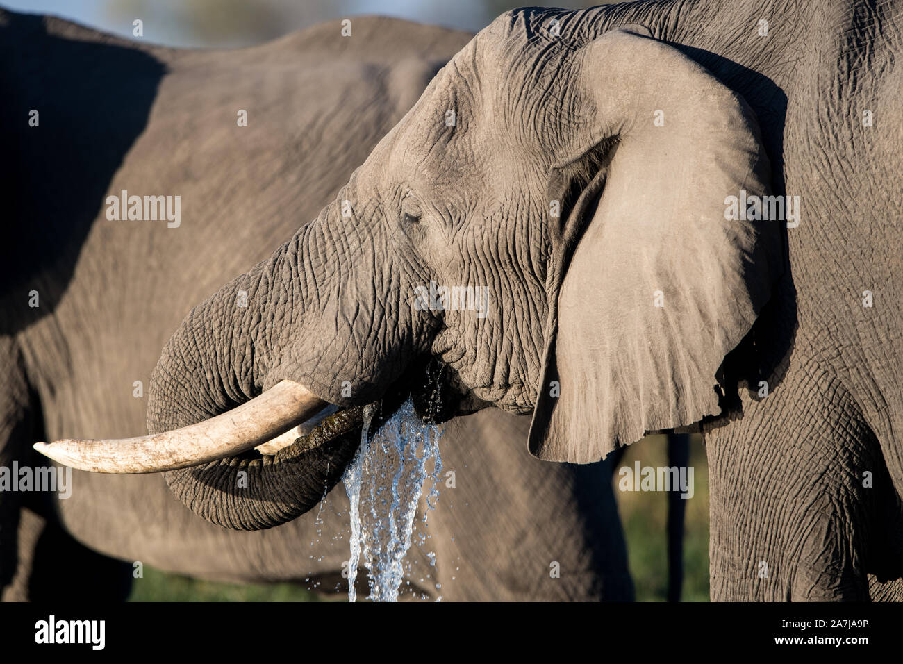 Close up of a drinking elephant in Moremi NP (Khwai river), Botswana Stock Photo