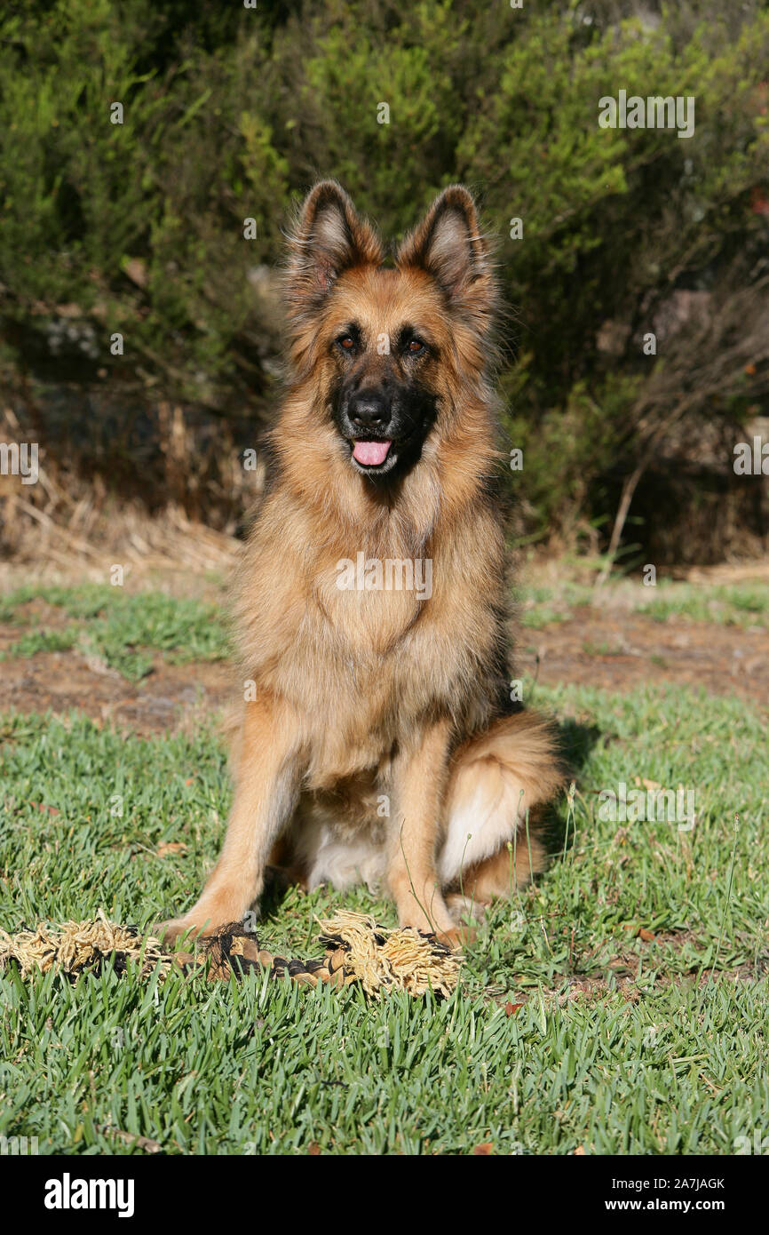 GERMAN SHEPHERD LONG HAIRED Stock Photo Alamy