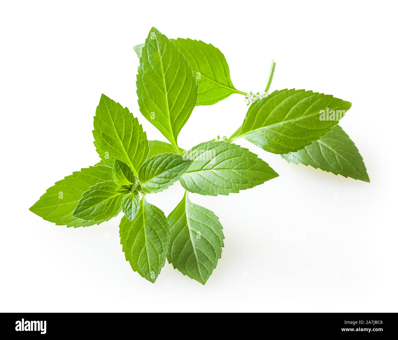 Fresh mint leaves isolated on white background Stock Photo