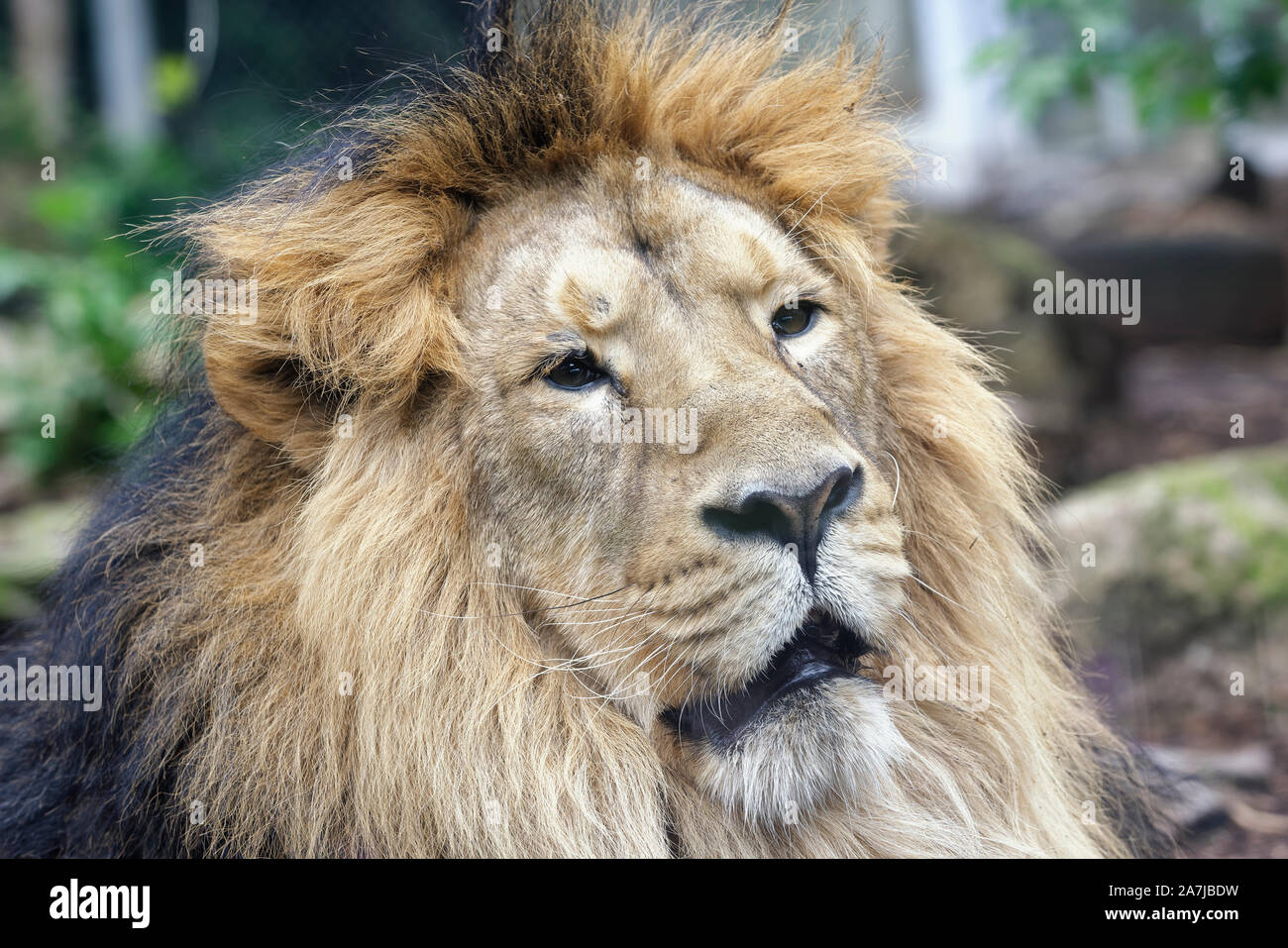 Asiatic Lion - Panthera leo persica  Rare Indian sub-species Stock Photo