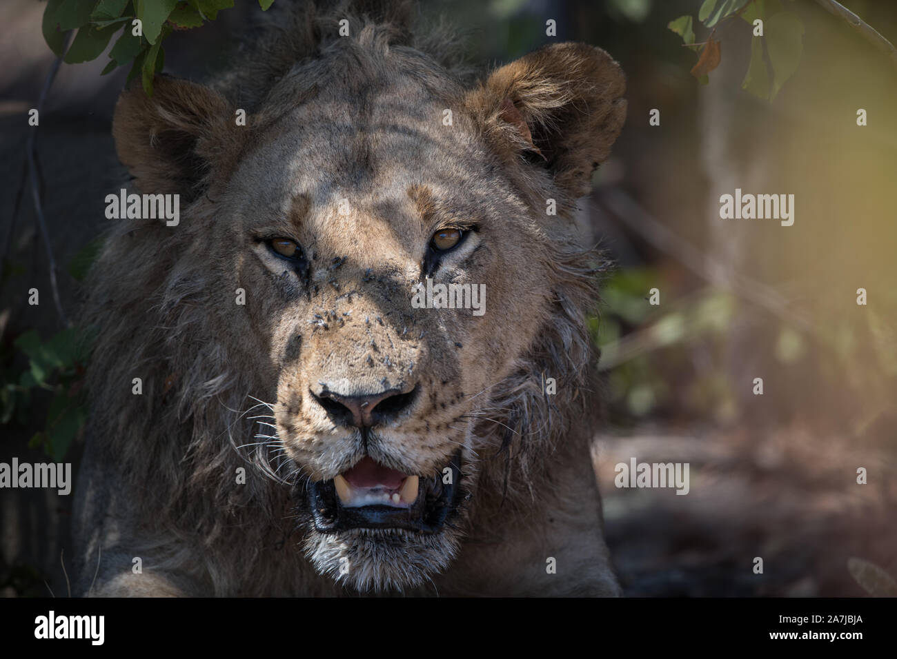 Portrait of a young male lion (panthera leo) in Moremi NP (Bodumatau ...