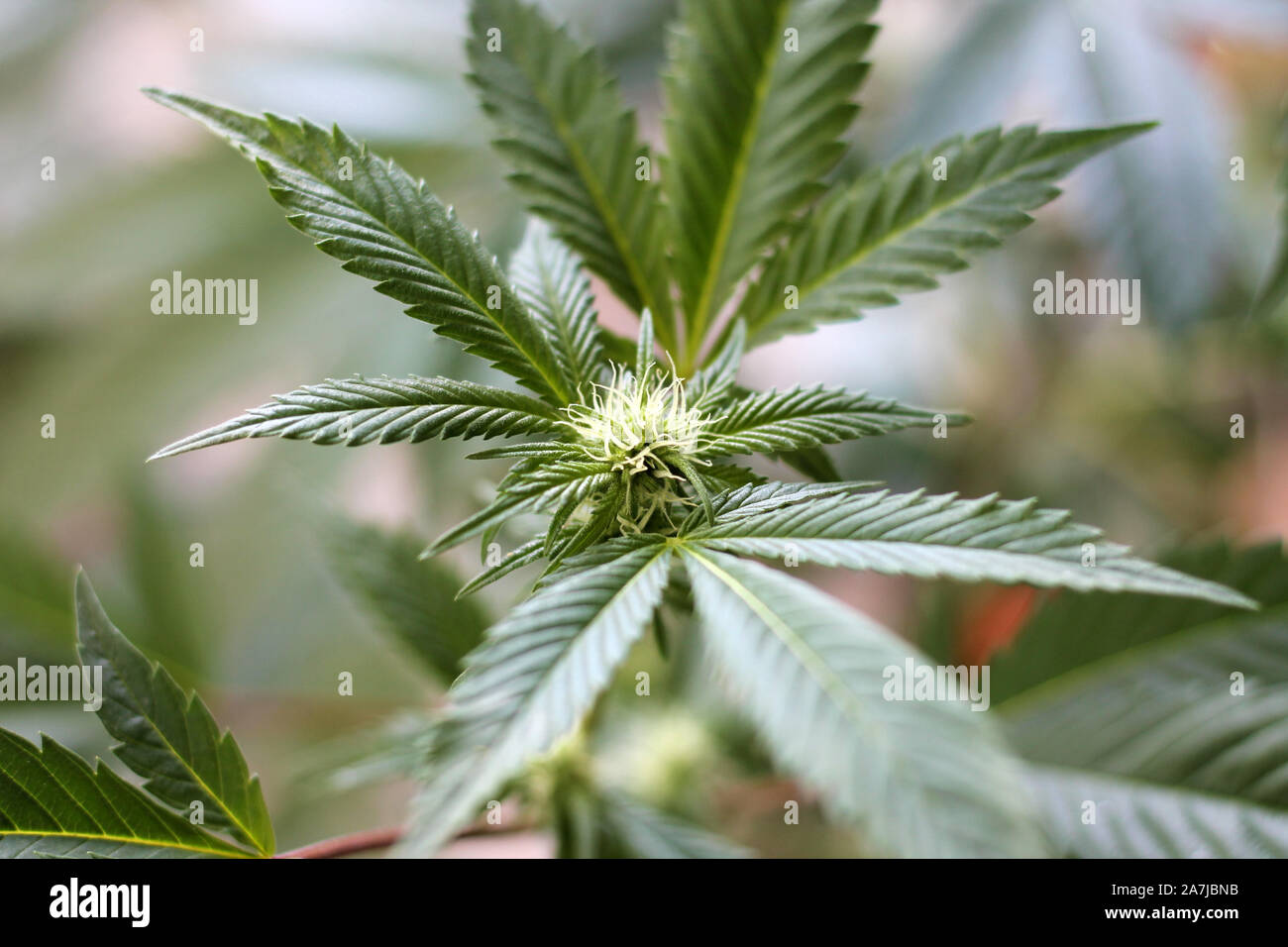Blooming cannabis plant. Marijuana flower buds Stock Photo - Alamy