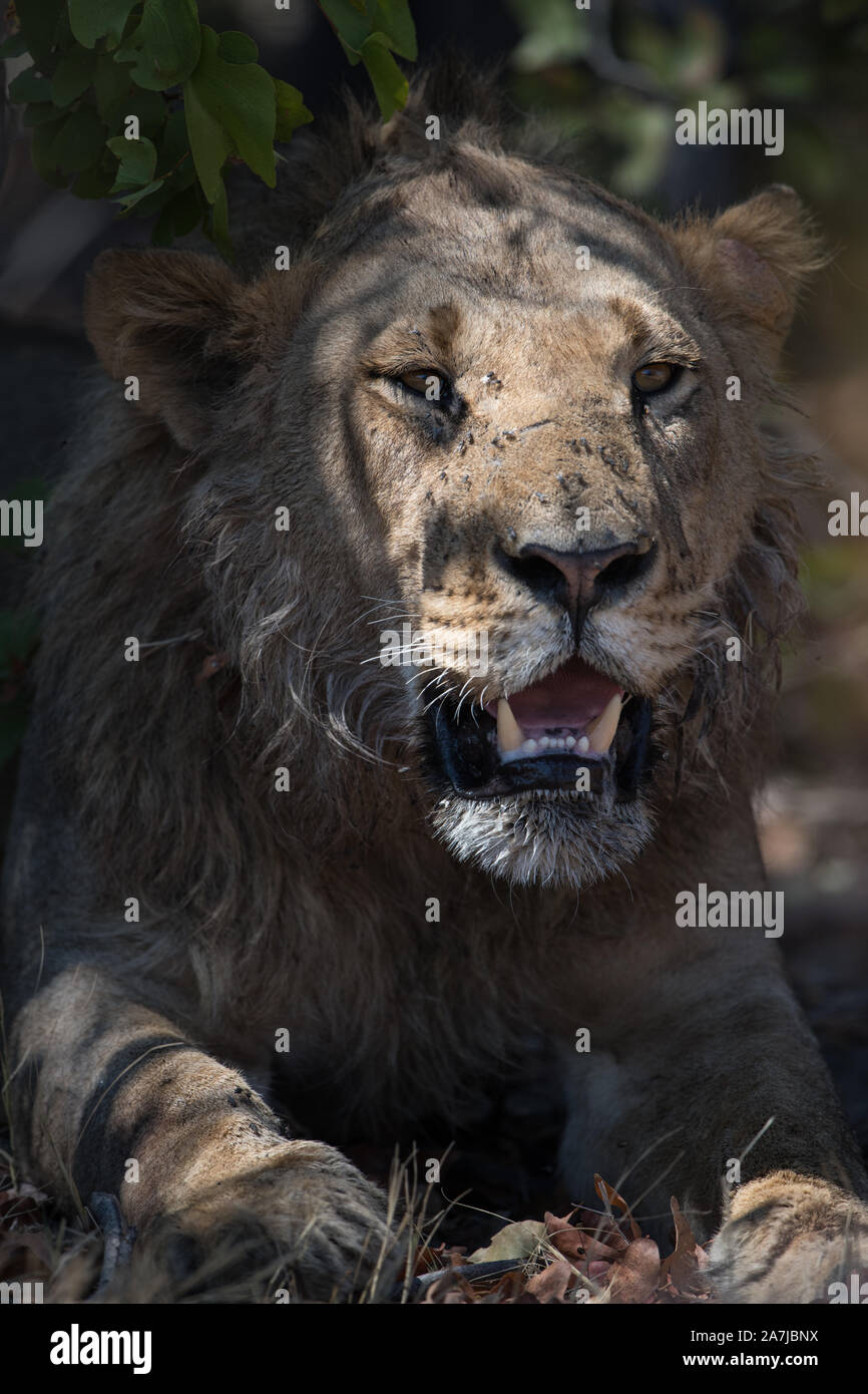Portrait of a young male lion (panthera leo) in Moremi NP (Bodumatau ...