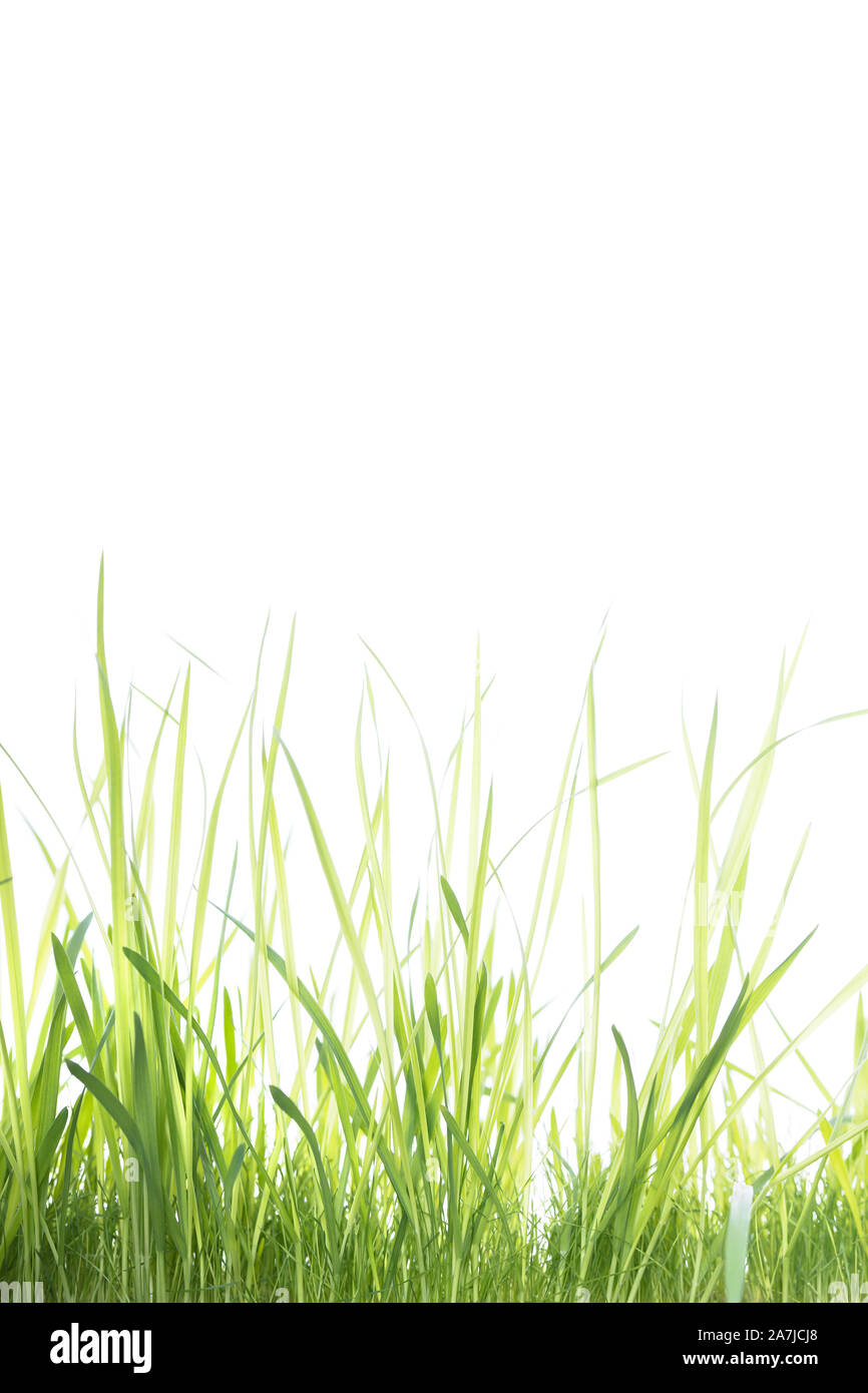 green grass studio shot, in front of white background Stock Photo