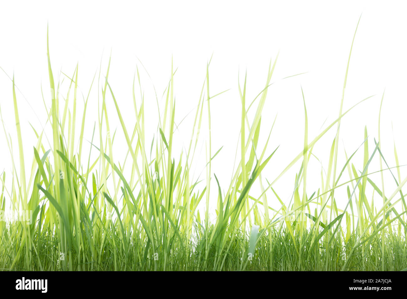 green grass studio shot, in front of white background Stock Photo