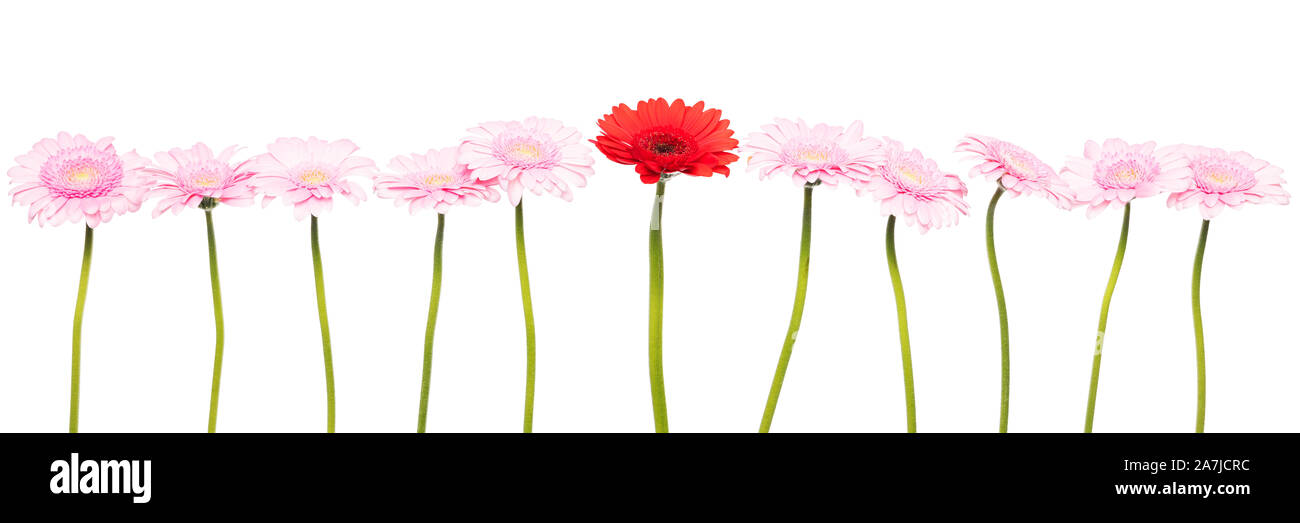dahlias in a row, isolated in front of a white background Stock Photo