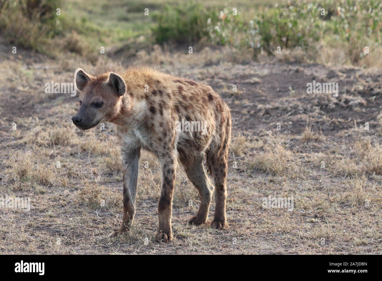 Spotted hyena (crocuta crocuta) in the african savannah Stock Photo - Alamy