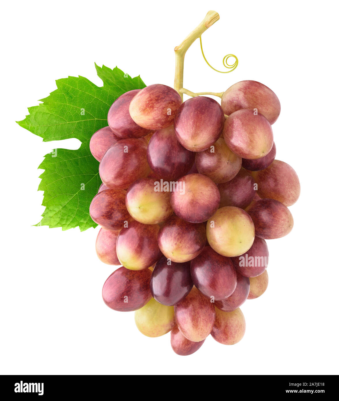 Isolated grapes. Bunch of rose grapes hanging on vine with leaf