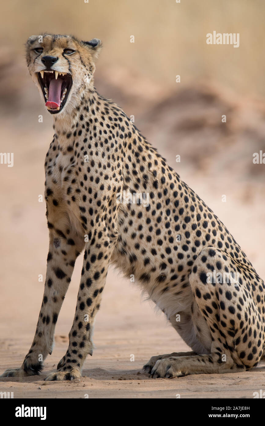 Cheetah yawning with mouth open in Mabuasehube GR, Botswana Stock Photo
