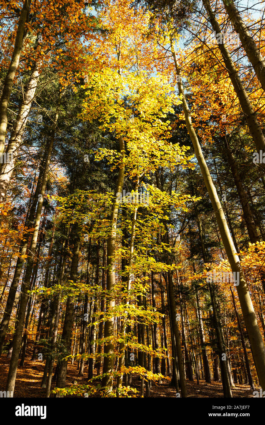 Colorful Beech trees (Fagus Sylvatica) and Douglas Firs (pseudotsuga menziesii) in a forest in autumn / fall with yellow and orange leaves, Austria Stock Photo