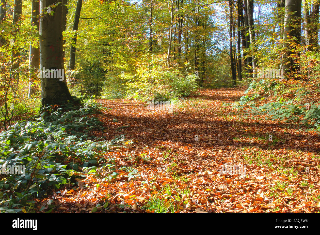 Path fork in the forest covered with brown leaves in autumn Stock Photo