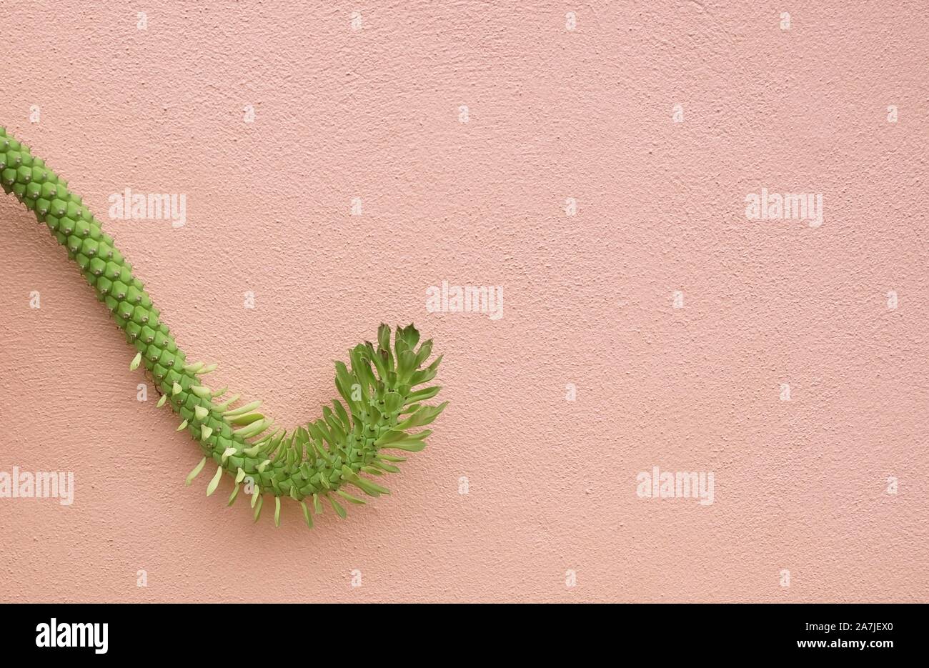 Beautiful Ornamental Hemp or Rat Tail Cactus Hanging on The Wall for Home and Building Decoration. Stock Photo