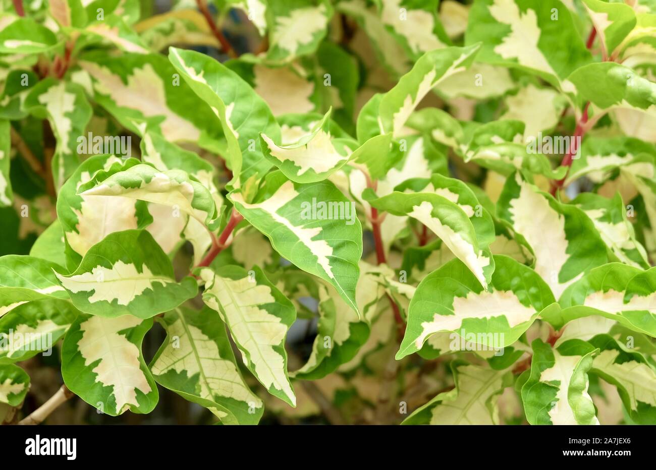 Background and Textured, Beautiful Caricature or Graptophyllum Pictum Plants with Green and White Leaves for Garden Decoration. Stock Photo