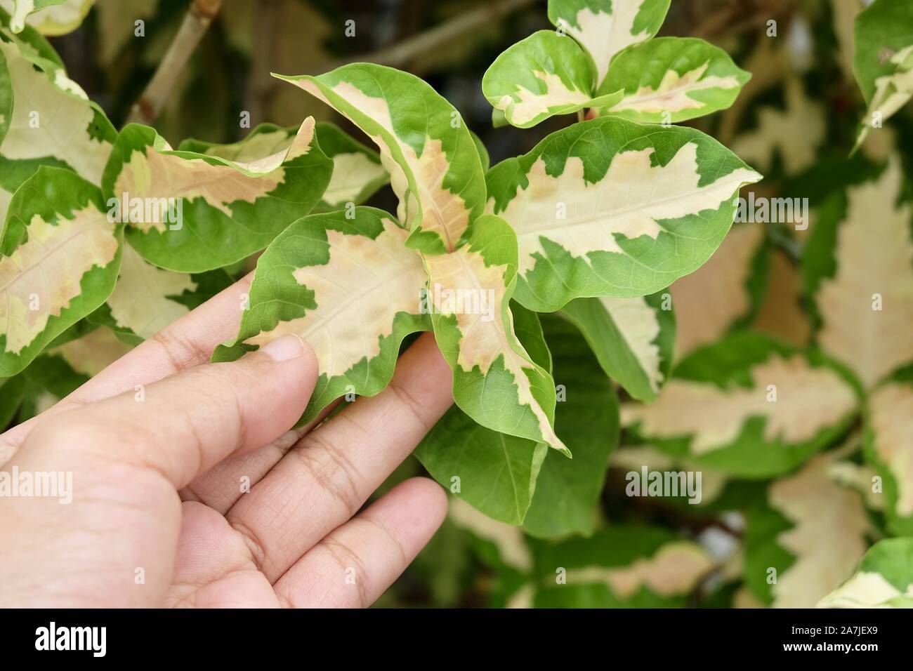 Hand Holding Beautiful Caricature or Graptophyllum Pictum Green and White Leaves for Taking Care The Garden. Stock Photo
