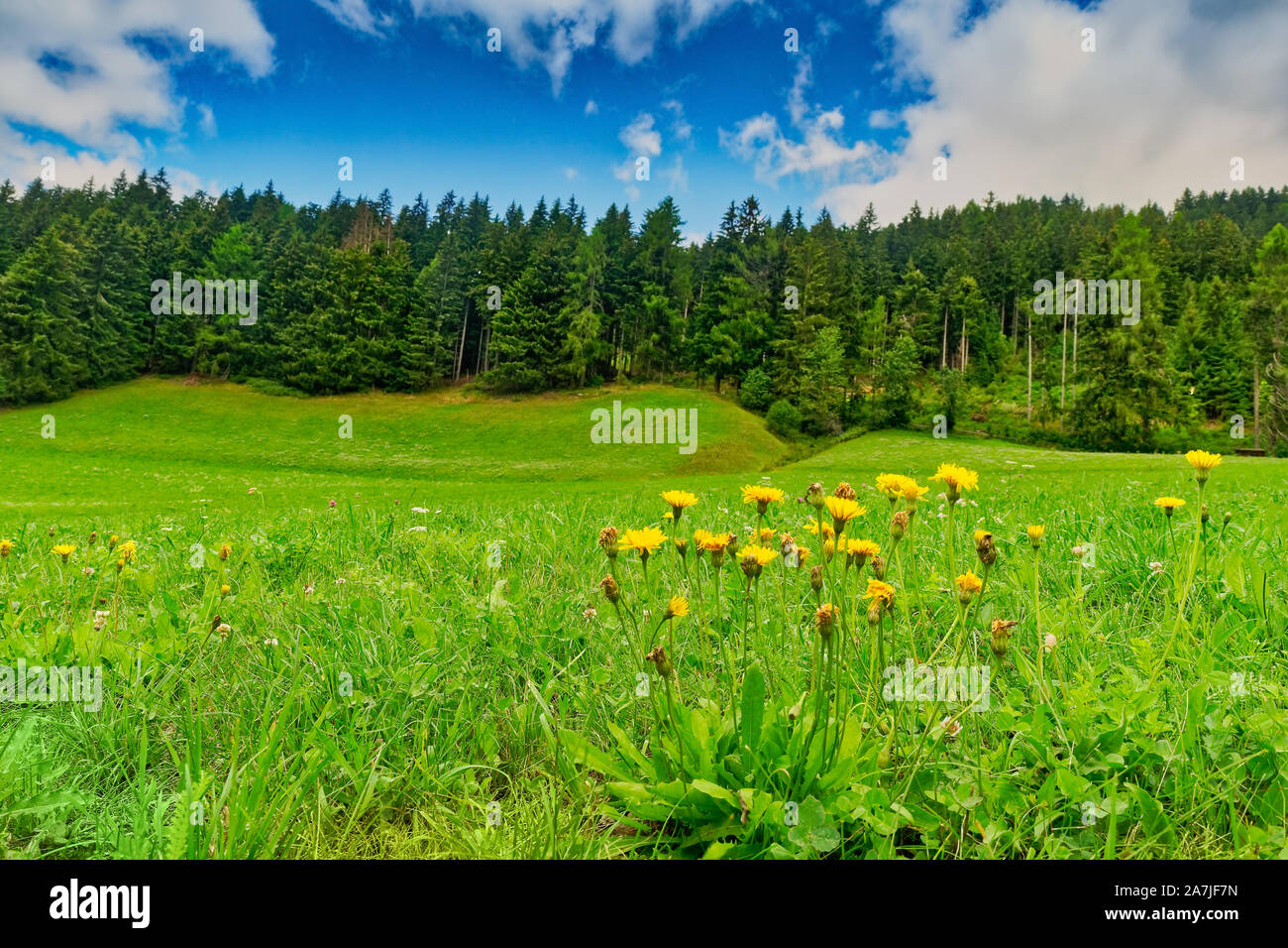 Summer meadow yellow flowers hi-res stock photography and images - Alamy
