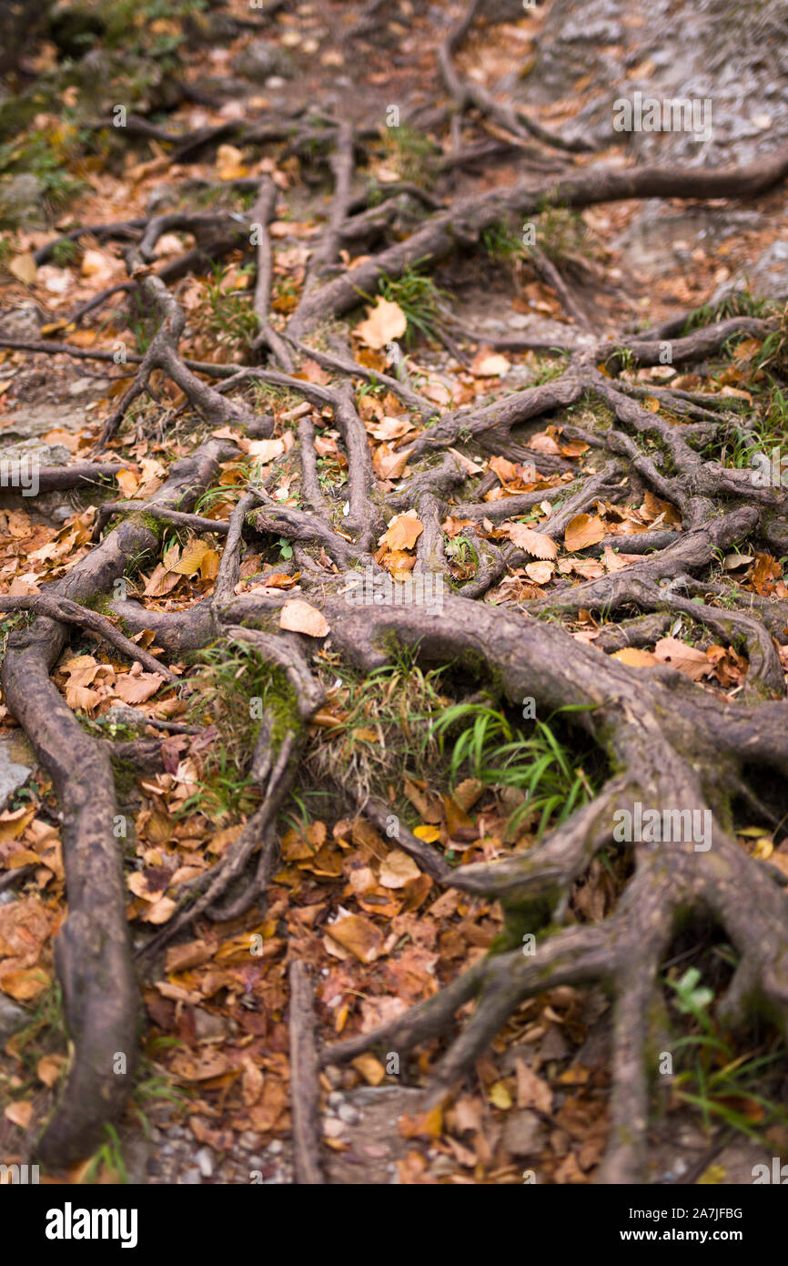 Closeup detail of the tree roots with fallen autumn leaves Stock Photo ...