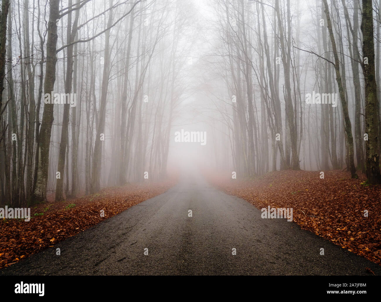 Autumn woods on a foggy day. Straight road to horizon with trees Stock ...
