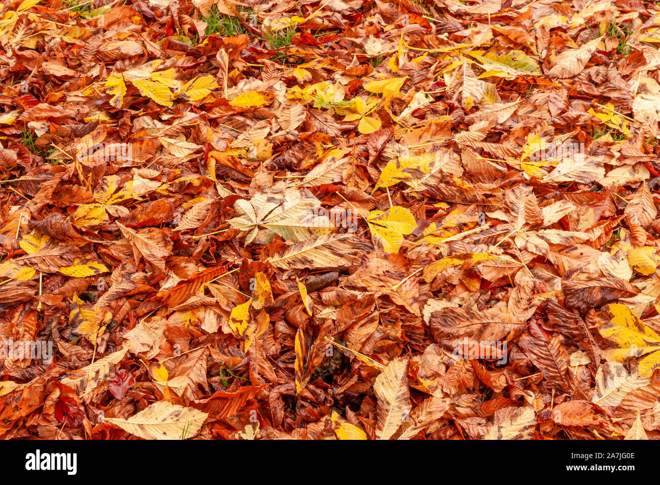 Horse Chestnut leaves fallen on the ground during Autumn in Abington