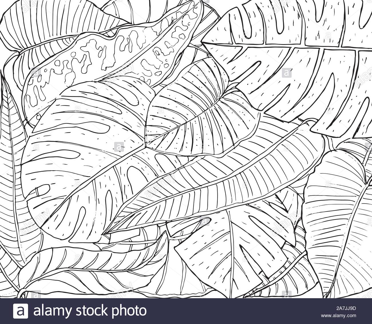 Exotic Tropical Leaves Background Black And White Sketch Drawing Illustration Stock Vector Image Art Alamy