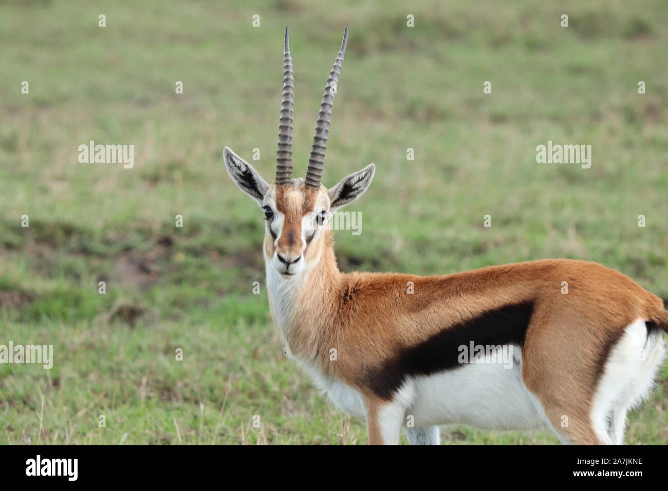 Gazelle animal hi-res stock photography and images - Alamy