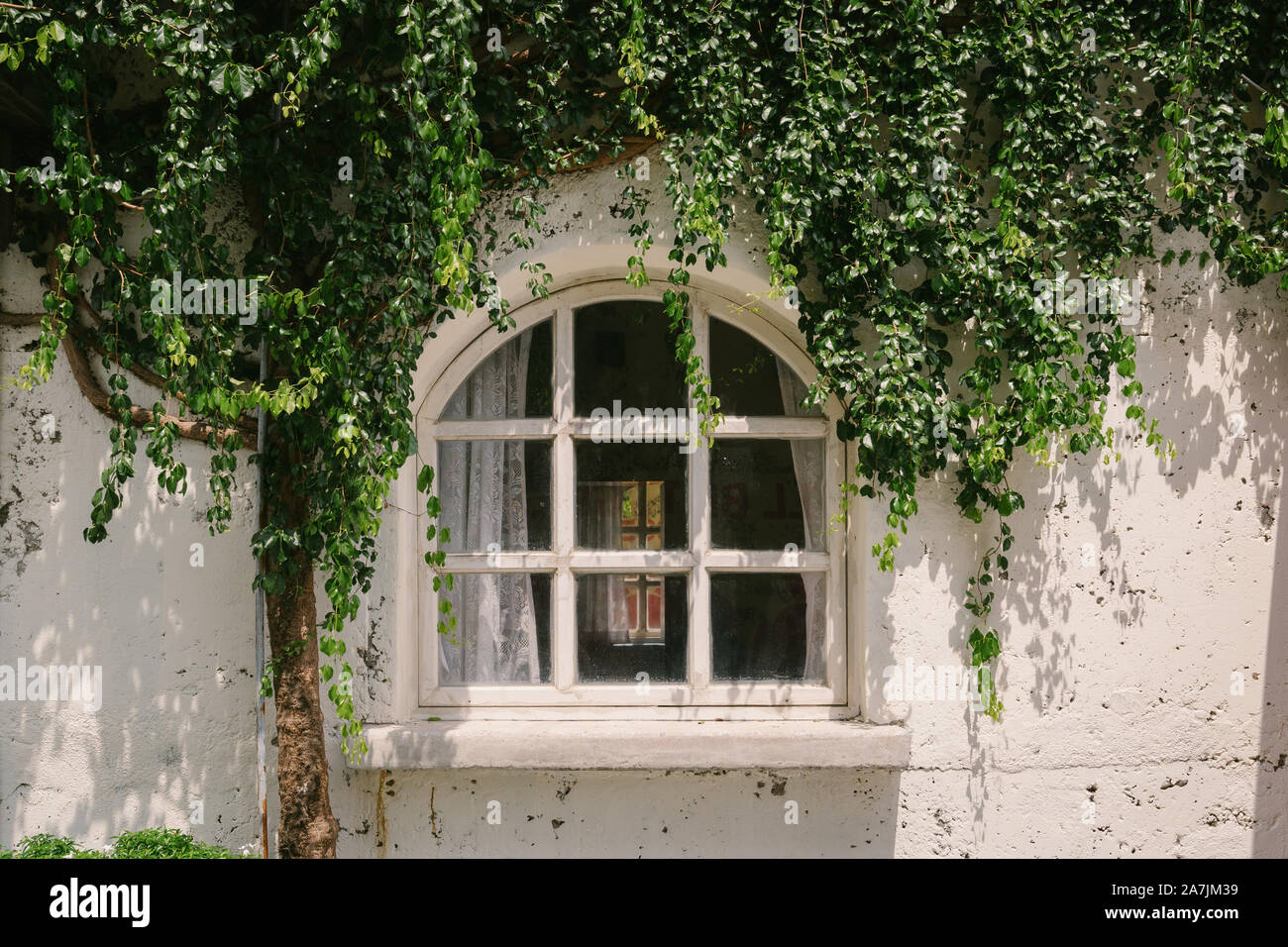 Old window with green plant cover and wall background Stock Photo - Alamy