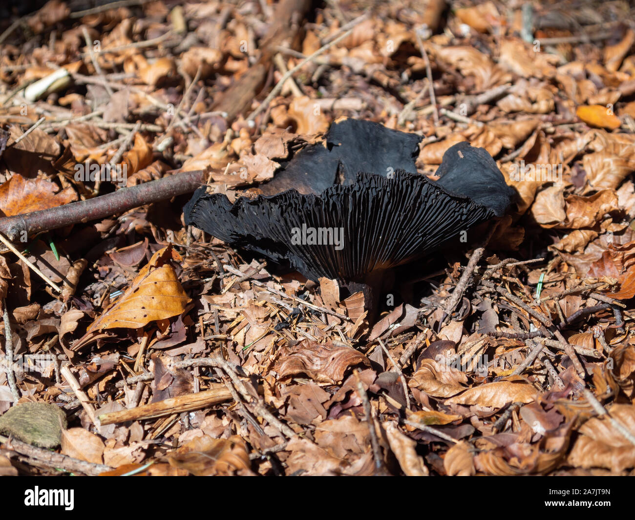 Large black European gilled mushroom in woodland. Probably Russula nigricans, aka Blackening brittlegill or Blackening russula. Stock Photo