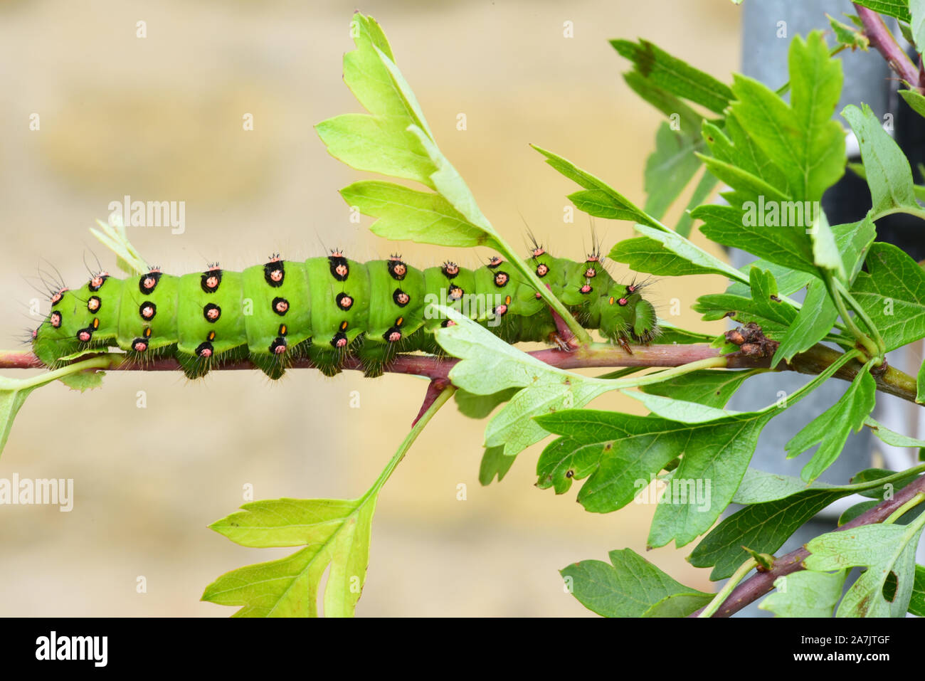 Emperor Moth caterpillar Stock Photo