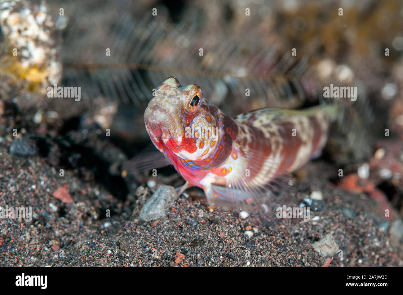 Gorgeous prawn-goby, Amblyeleotris wheeleri, in the seabed, Tulamben, Bali, Indonesia Stock Photo
