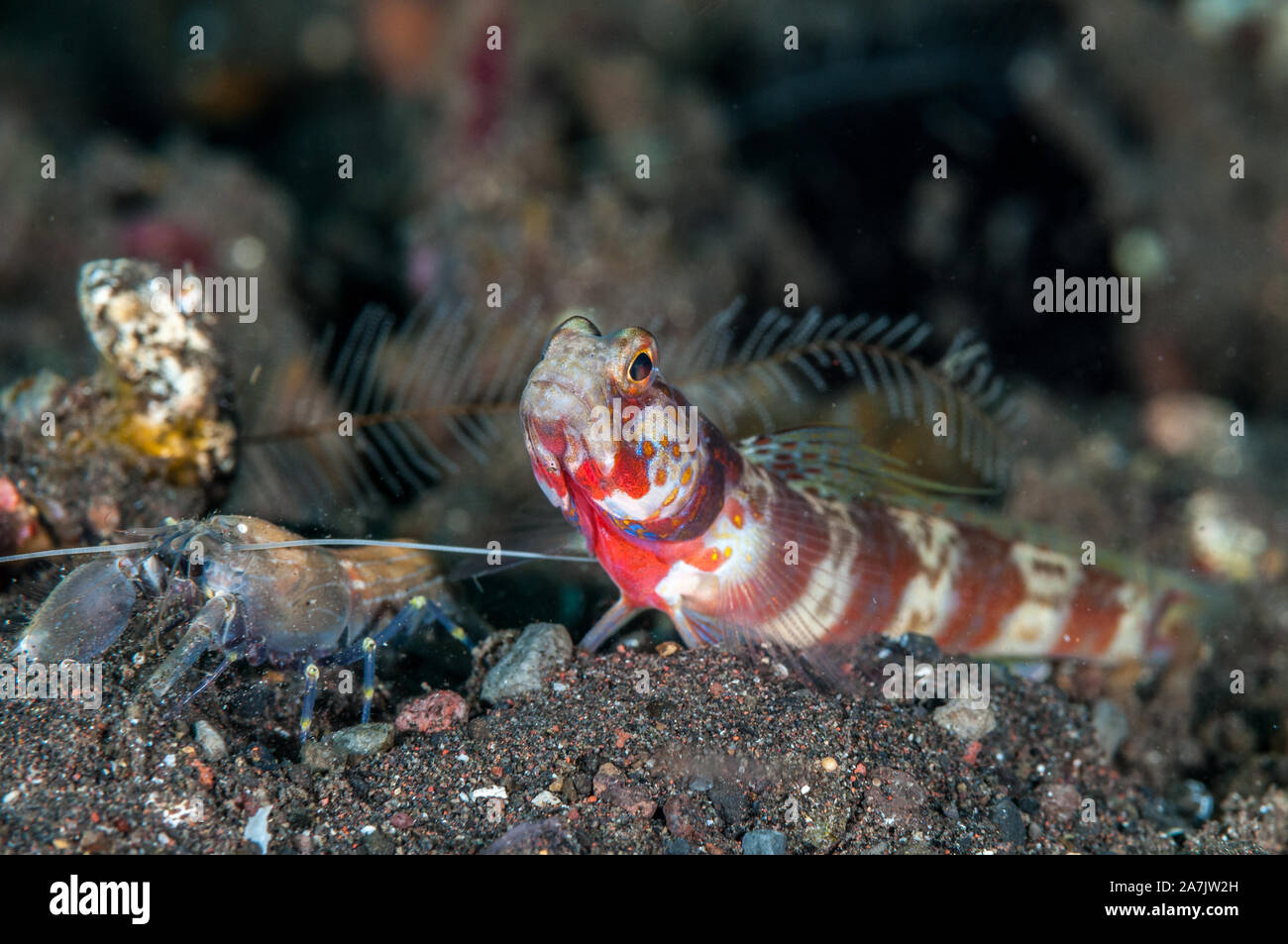 Gorgeous prawn-goby, Amblyeleotris wheeleri, commensal with alpheid shrimps, Tulamben, Bali, Indonesia Stock Photo