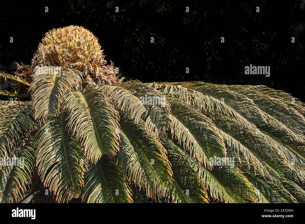 closeup of a section of a sago palm with the female reproductive structure (flower) on top of an old plant on a very dark green background Stock Photo