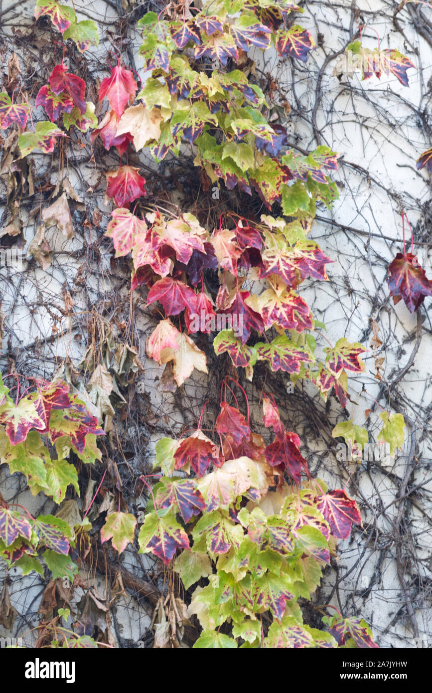 Leaf peeping Autumn colour. Stock Photo