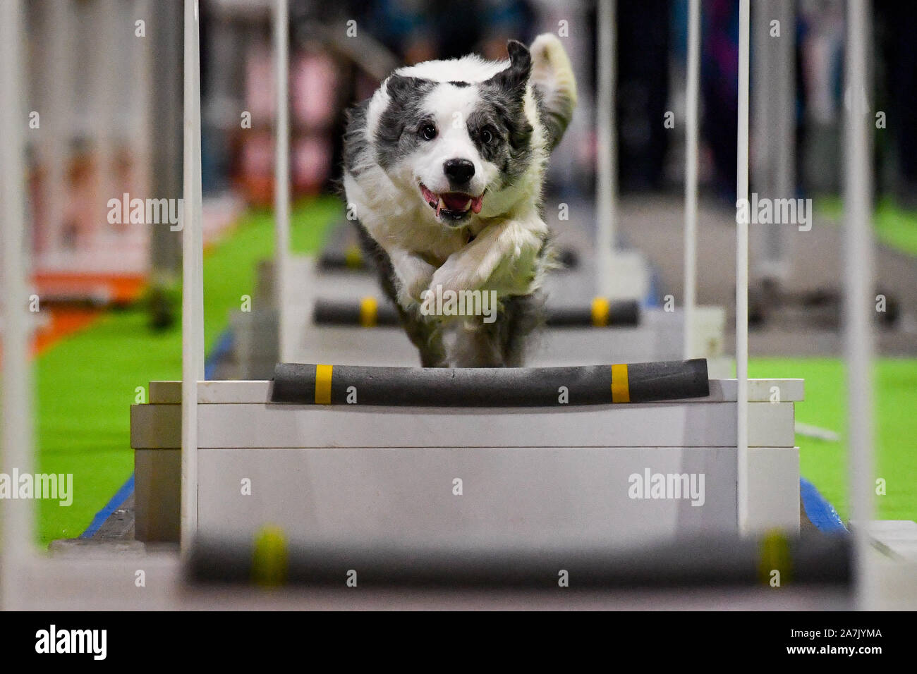 Fly ball dogs cheap