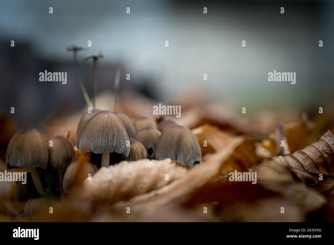 Mushrooms grow in the wild against a background of yellow autumn leaves. Poisonous mushrooms. Stock Photo