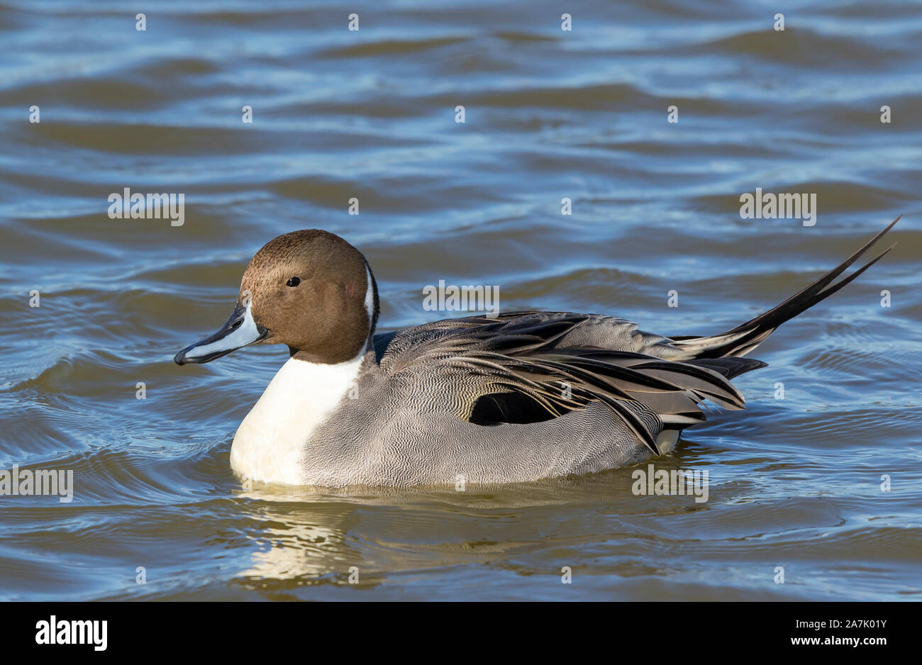 Close, side view of a wild, UK Northern pintail duck (Anas acuta) isolated outdoors in water swimming in sunshine. Stock Photo