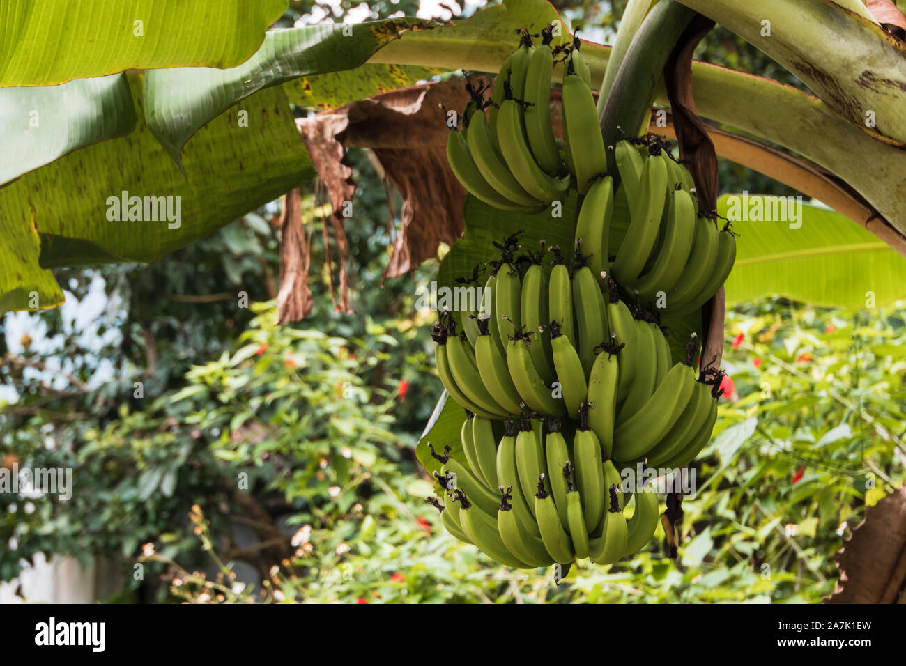 Vietnamese on holiday hires stock photography and images Alamy