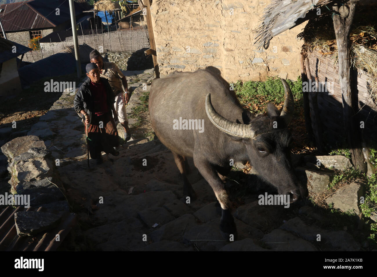 A woman guides an Ox through the village of Sikles, Nepal Stock Photo